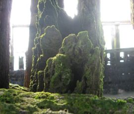 IMG_4614