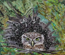 Little-Owl