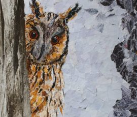 Long-Eared-Owl-201710
