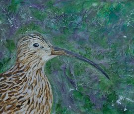 Curlew 36 x 26 Curlew 36 x 26