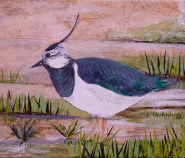 Lapwing 36 x 26 Lapwing 36 x 26